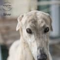 Photo of Silver Id33506