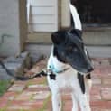Photo of Chops
