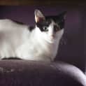 Photo of Moo Moo