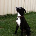 Photo of Chisel ~ Staffy X (On Trial 24/08/16)