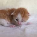 Photo of Finn