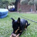 Photo of Jessie (Dog/Child Friendly)