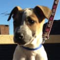 Photo of Jimmy (Cat/Dog/Child Friendly)