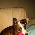 Photo of Whippy
