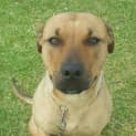 Photo of Odie Dl230