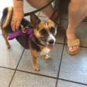 Photo of Lucky (Bed44439)