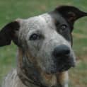 Photo of Bonnie