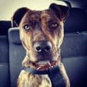Photo of Bandit **Adopted**