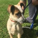 Photo of Calamity (Dog Friendly/Obed. Trained)