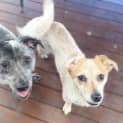 Photo of Fred & Wilma *•🐶Adopt Us🐶•*