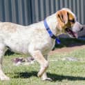 Photo of Porter ~ Cattle Dog Puppy ( On Trial 9/12/16)