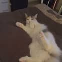 Photo of Luna