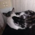 Photo of "Ritchie And "Squiggy" $99 Purrfect Match