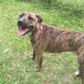 Photo of Maisie ~ Mastiff X Whippet ~ On Trial 24/11/16