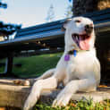Photo of Lizzy ~ (On Trial 11/1/17)