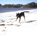 Photo of Jake ~ 7mo Kelpie X Boy (On Trial 26/06/16)