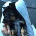 Photo of Foxie ** A Rottweiler Mix Pup **