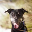 Photo of Jake ~ 7mo Kelpie X Boy (On Trial 26/06/16)