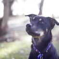 Photo of Jake ~ 7mo Kelpie X Boy (On Trial 26/06/16)