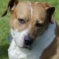 Photo of Lucky ~ 6yo Mastiff X Girl (On Trial 11/01/17)