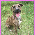 Photo of Maisie ~ Mastiff X Whippet ~ On Trial 24/11/16