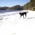 Photo of Jake ~ 7mo Kelpie X Boy (On Trial 26/06/16)