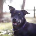 Photo of Jake ~ 7mo Kelpie X Boy (On Trial 26/06/16)