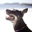 Photo of Jake ~ 7mo Kelpie X Boy (On Trial 26/06/16)