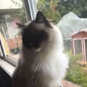Photo of Fred (Child/Dog Friendly)