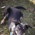 Photo of Jake ~ 7mo Kelpie X Boy (On Trial 26/06/16)