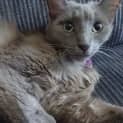 Photo of Miranda Purr (Bn C308)