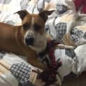 Photo of Dexter
