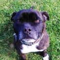 Photo of Bruiser ~ Staffy, Senior Boy
