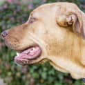 Photo of Lizzy ~ 1.5yo Lab X Girl (On Trial10/07/16)