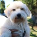 Photo of Chester (Cat/Dog Friendly)