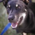 Photo of Jake ~ 7mo Kelpie X Boy (On Trial 26/06/16)