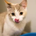 Photo of Fennec Belle