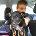 Photo of Foxie ** A Rottweiler Mix Pup **