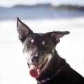 Photo of Jake ~ 7mo Kelpie X Boy (On Trial 26/06/16)