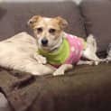 Photo of Fred & Wilma *•🐶Adopt Us🐶•*