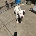 Photo of Patch