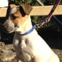Photo of Jimmy (Cat/Dog/Child Friendly)