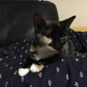 Photo of Butternut