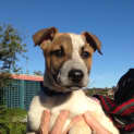 Photo of Jimmy (Cat/Dog/Child Friendly)