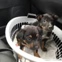 Photo of Foxie ** A Rottweiler Mix Pup **