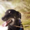 Photo of Jake ~ 7mo Kelpie X Boy (On Trial 26/06/16)