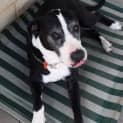 Photo of Buddy