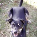 Photo of Jake ~ 7mo Kelpie X Boy (On Trial 26/06/16)
