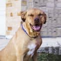 Photo of Lizzy ~ 1.5yo Lab X Girl (On Trial10/07/16)