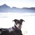 Photo of Jake ~ 7mo Kelpie X Boy (On Trial 26/06/16)
